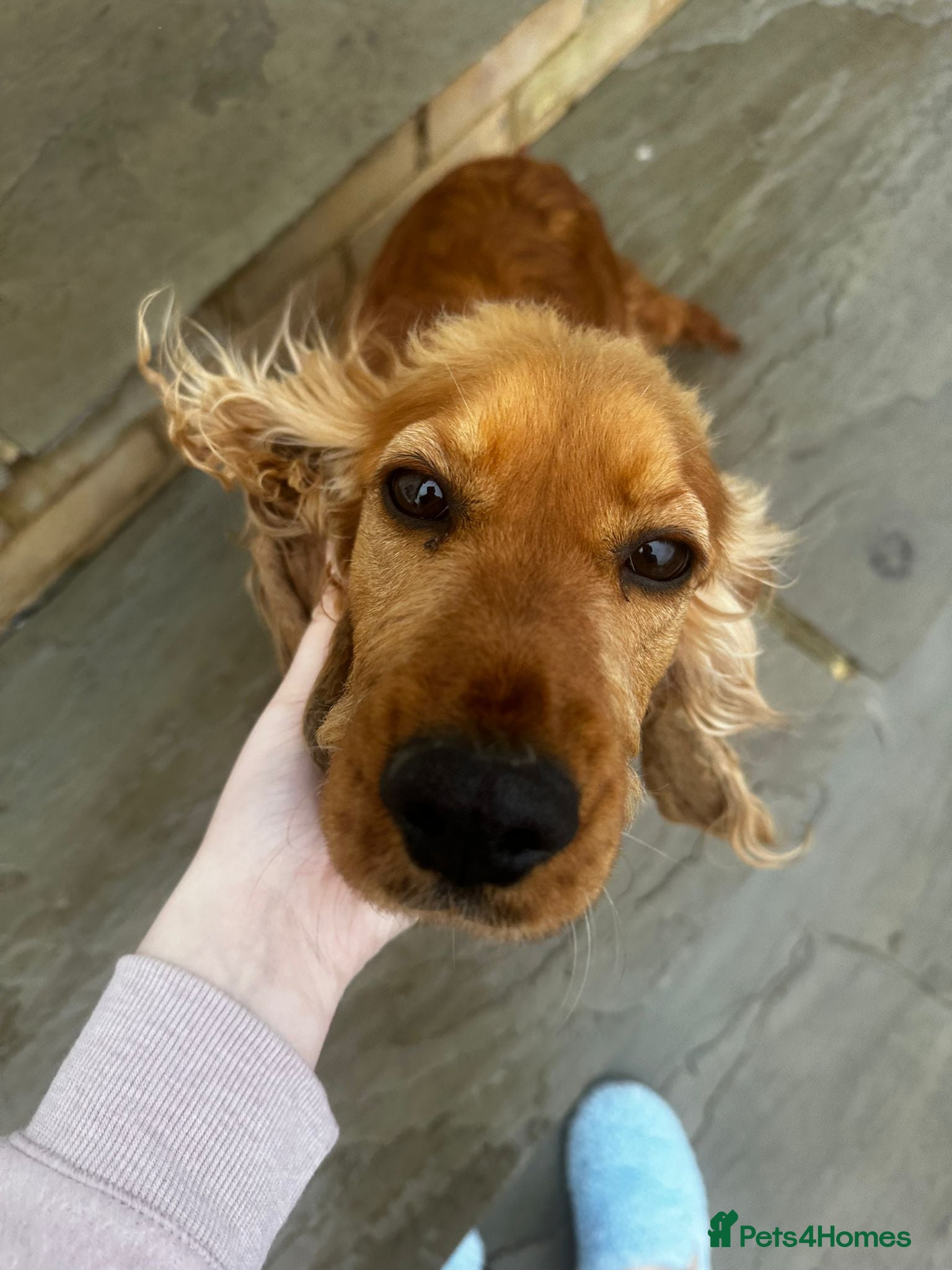 Cocker Spaniel dogs Beautiful cocker spaniel girl - Advert 1