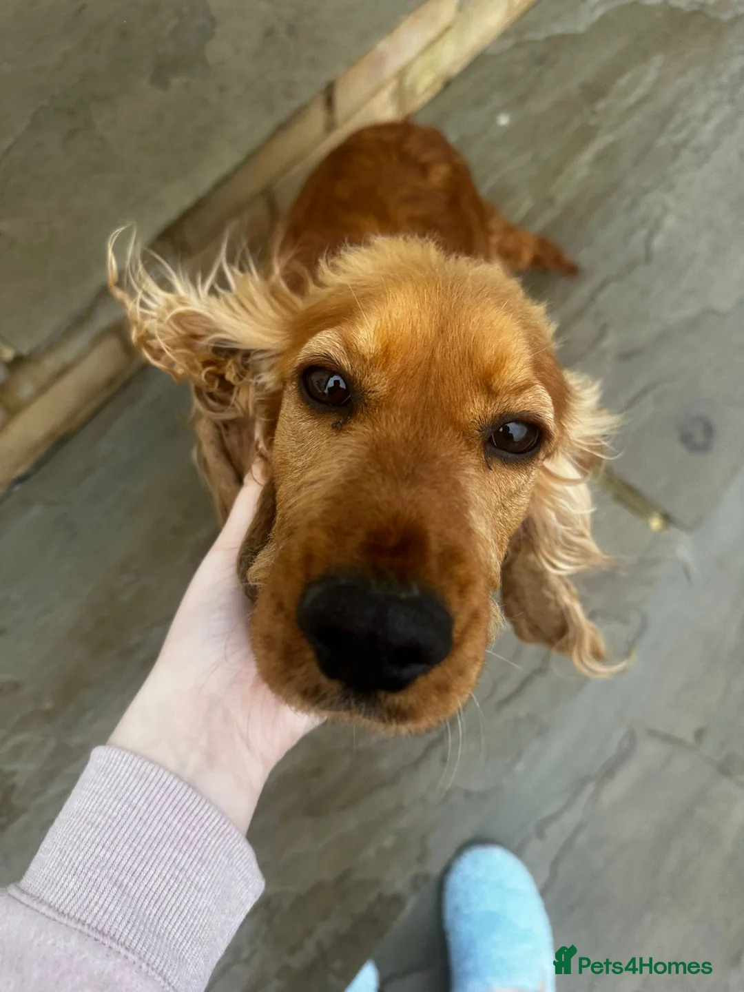 Cocker Spaniel dogs for sale: Beautiful cocker spaniel girl - Advert 1