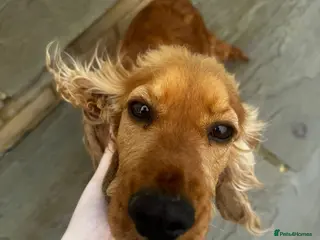 Cocker Spaniel dogs Beautiful cocker spaniel girl - Advert 4