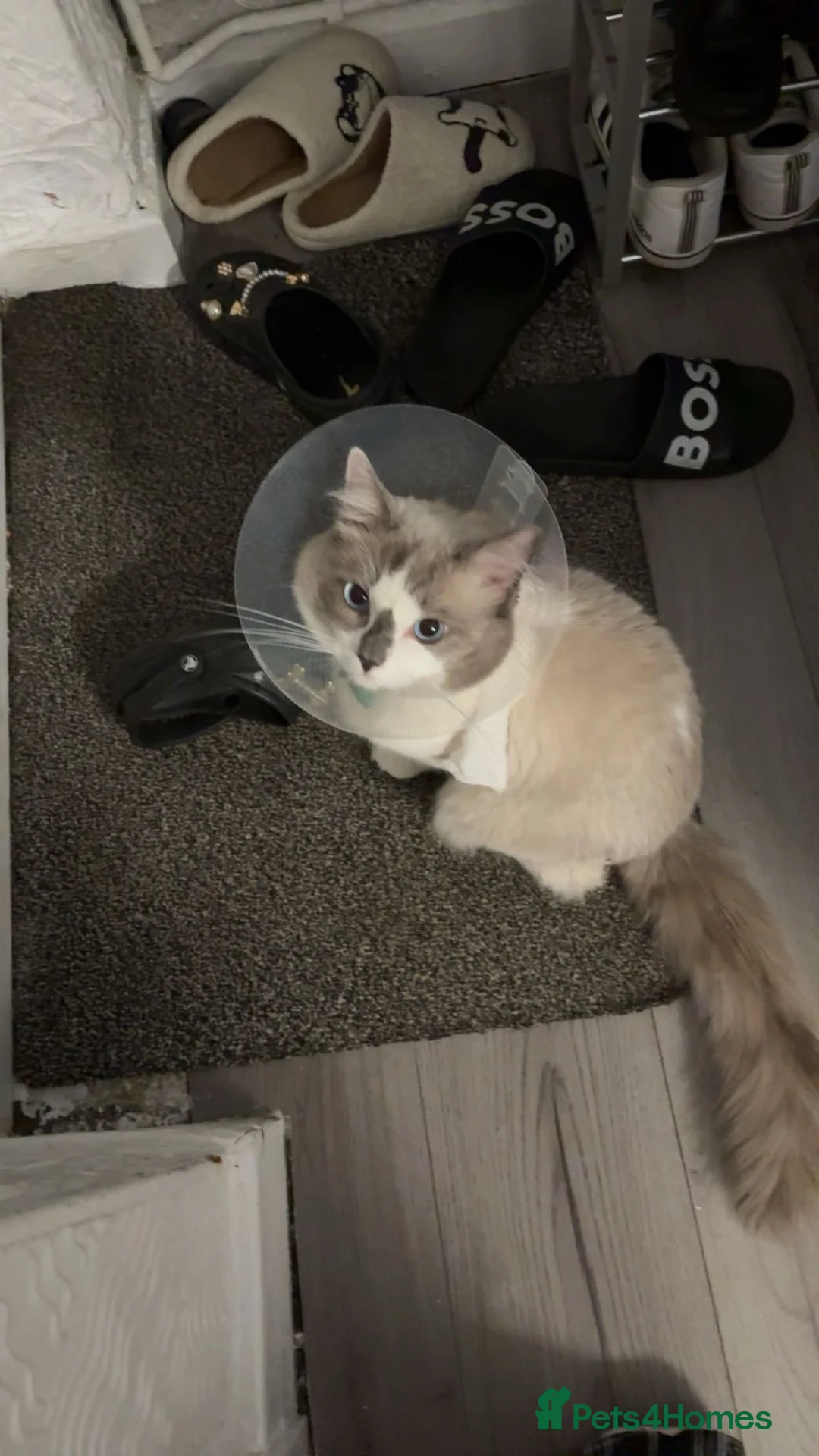 Ragdoll cats for sale: 13 month old ragdoll male - Advert 1