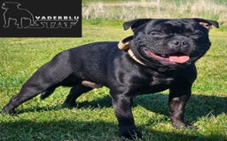 Staffordshire Bull Terrier dogs for stud: Mr T Champion sired Stud Blue gene 🧬 - Image 8