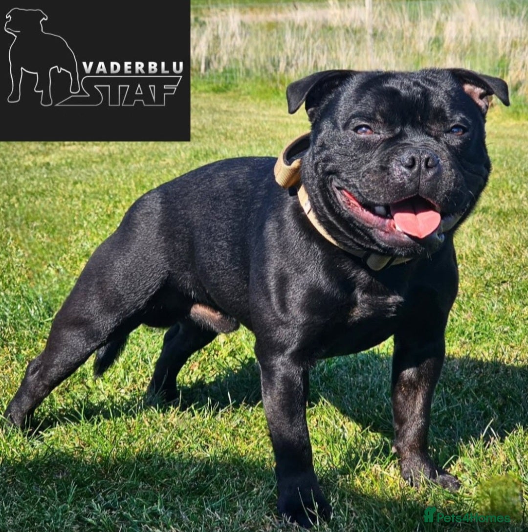 Staffordshire Bull Terrier dogs for stud: Mr T Champion sired Stud Blue gene 🧬 - Image 8