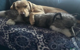 Labrador Retriever dogs for sale: Labrador 2 x boys left FTW Drakeshead Flycatcher   in Blackpool - Image 25