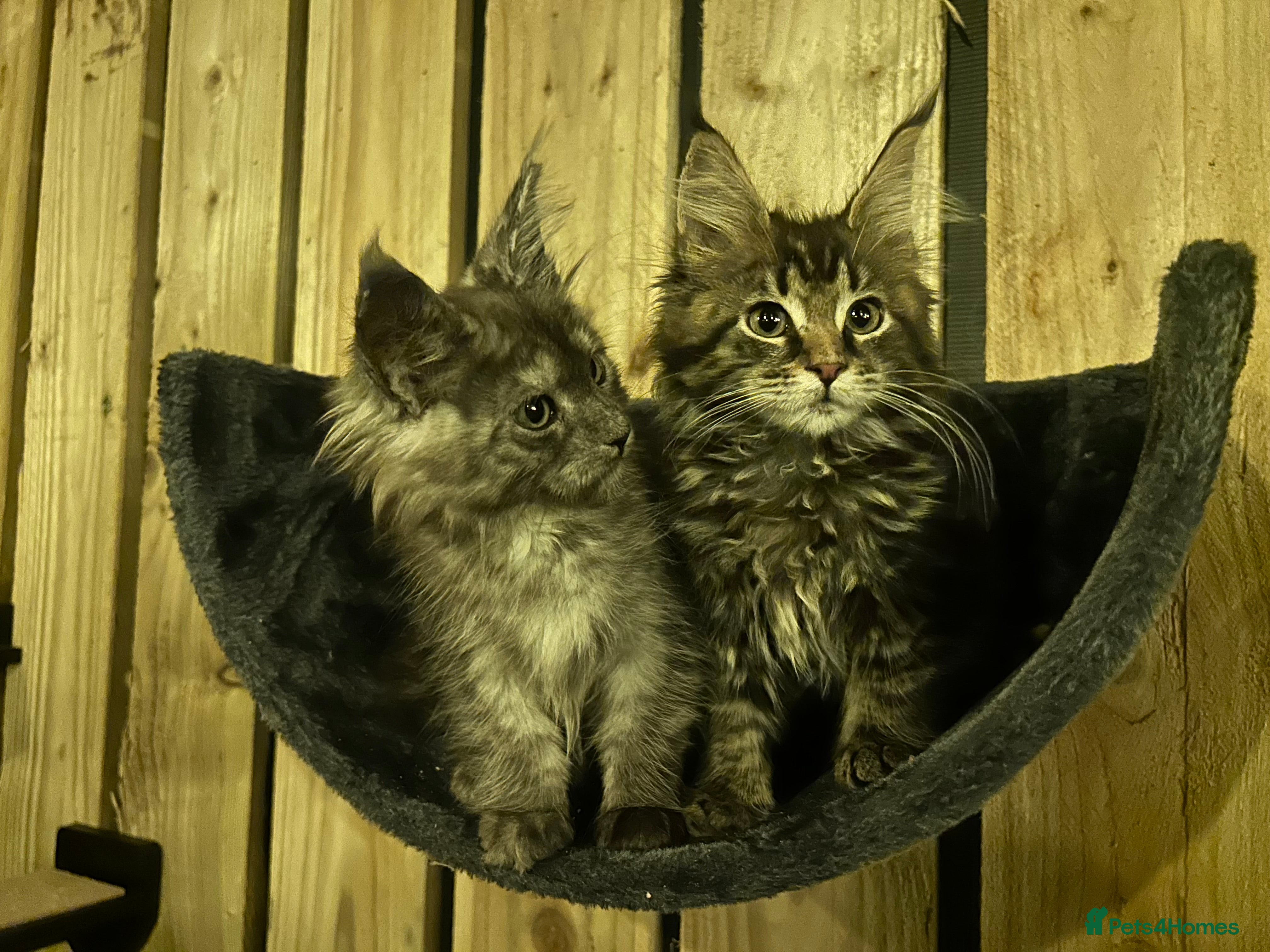 Maine Coon cats for sale: Maine Coon Kittens | Elite Maine Coons - Advert 2