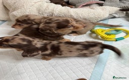 Miniature Dachshund dogs for sale: Miniature Long Haired Dachshund **Last Boy** in Saint Helens - Image 18
