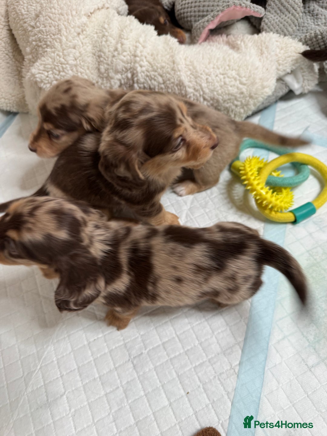 Miniature Dachshund dogs for sale: Miniature Long Haired Dachshund **Last Boy** in Saint Helens - Image 18