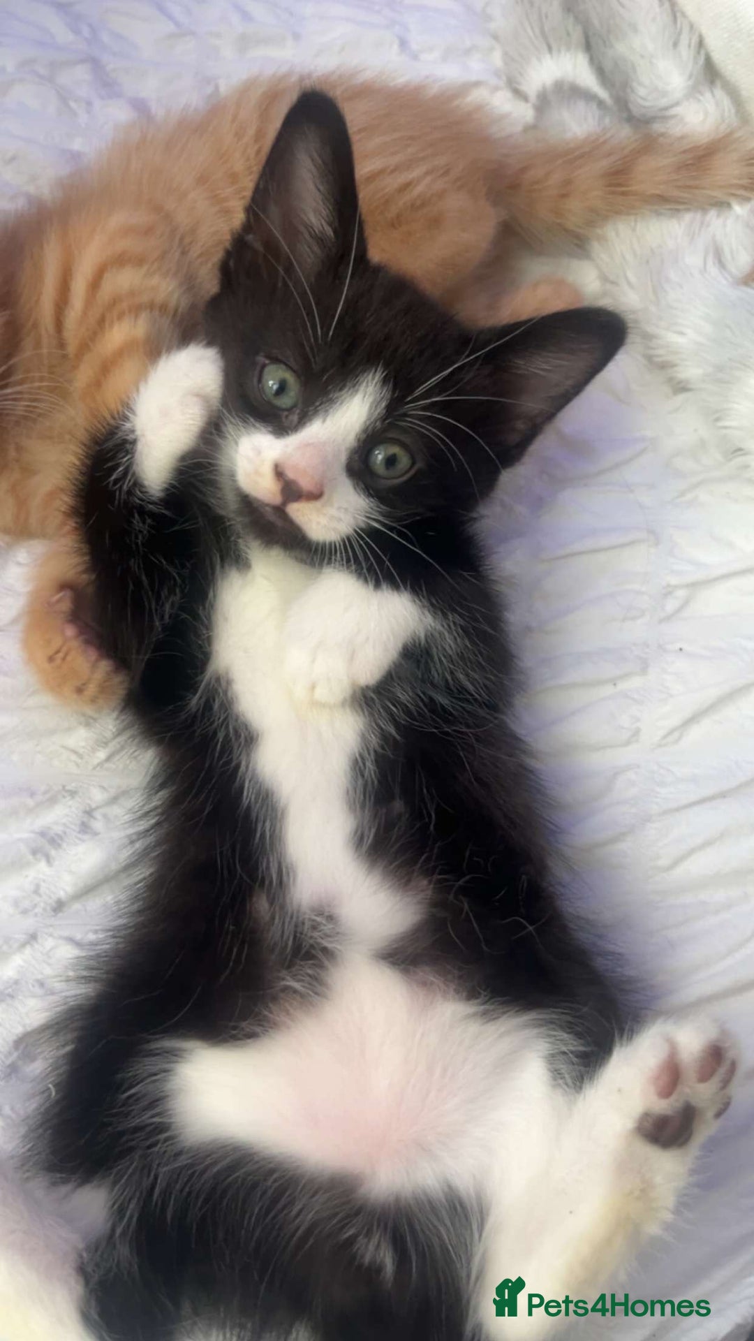 Mixed Breed cats for sale: Two beautiful female kittens  in Wolverhampton - Image 4