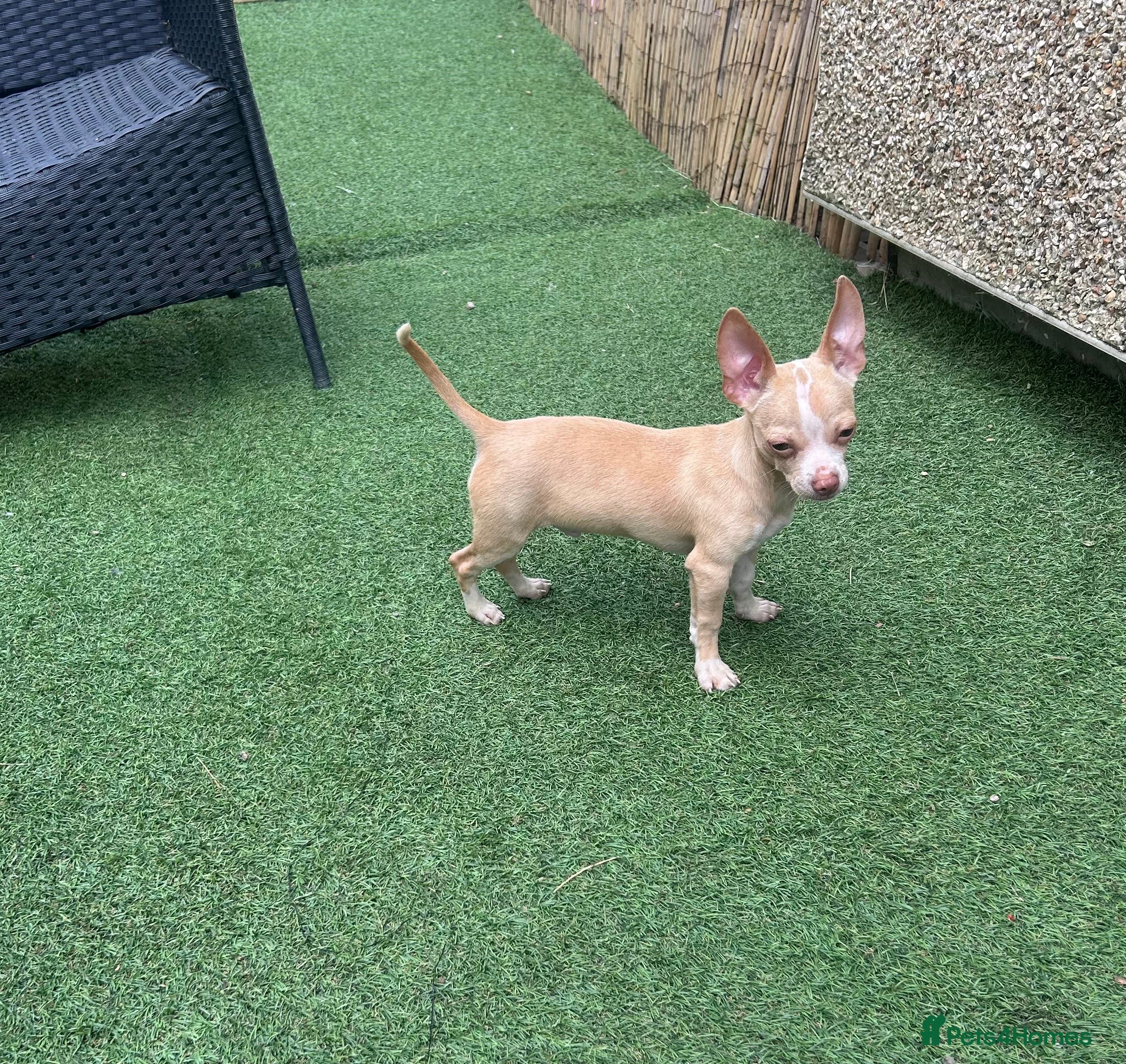 Chihuahua dogs Male chihuahua pup  - Advert 5