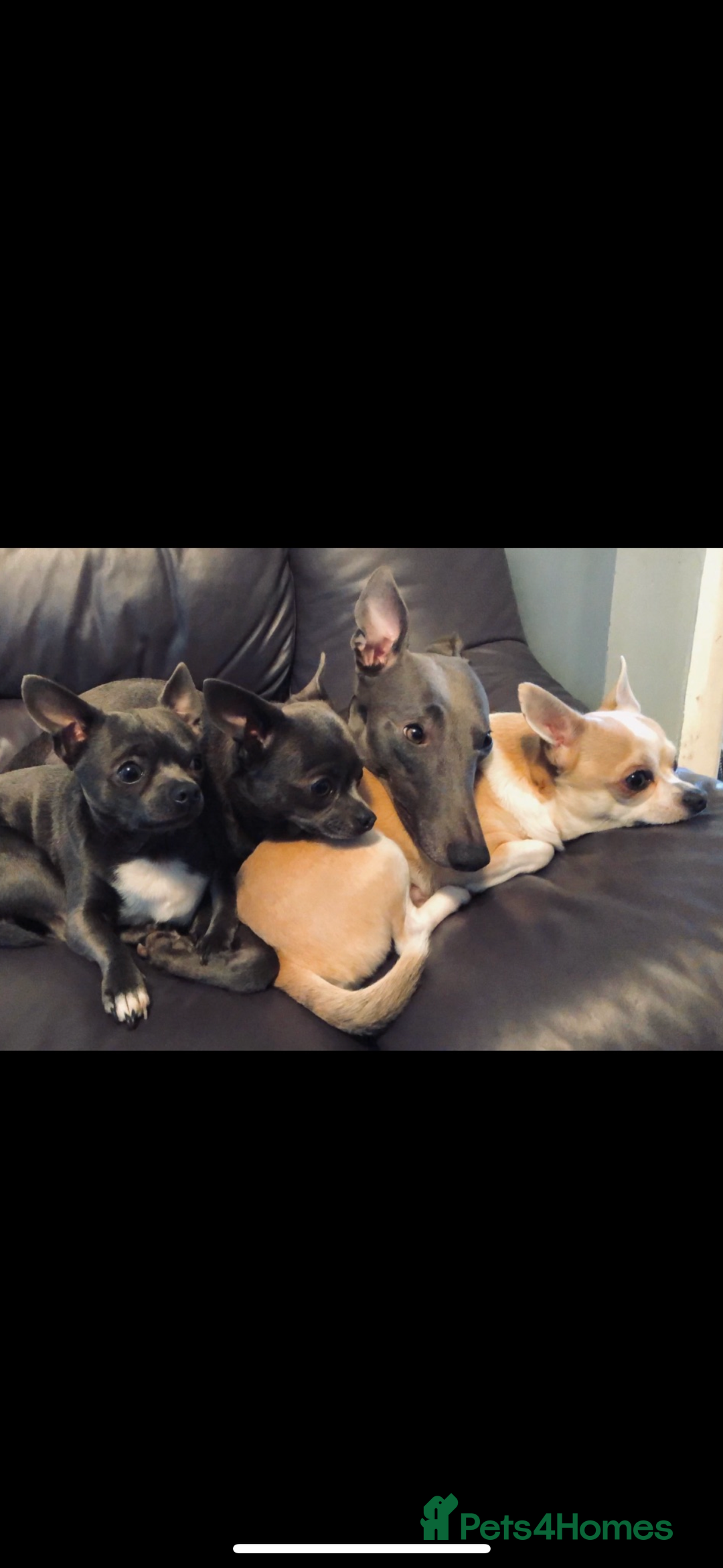 Chihuahua dogs for sale: Blue chihuahua puppies - Advert 14