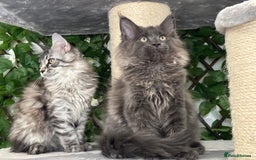 Maine Coon cats for sale: TICA 5 GEN PEDIGREE DNA TESTED  - Image 8
