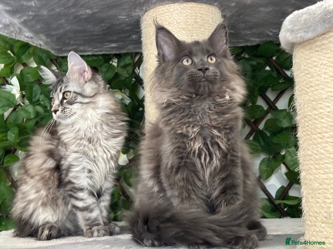Maine Coon cats for sale: TICA 5 GEN PEDIGREE DNA TESTED  - Image 8