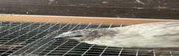 Quail poultry for sale: Male quails  - Advert 5