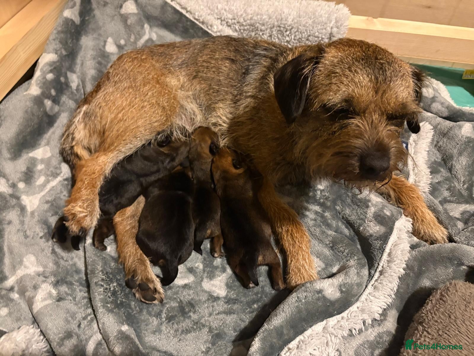 Border Terrier dogs for sale: KC Registered Slem clear Border Terrier Pups - Advert 7