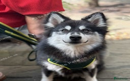 Pomsky dogs for sale: 2 yr old Rare Pomsky boy - Image 1