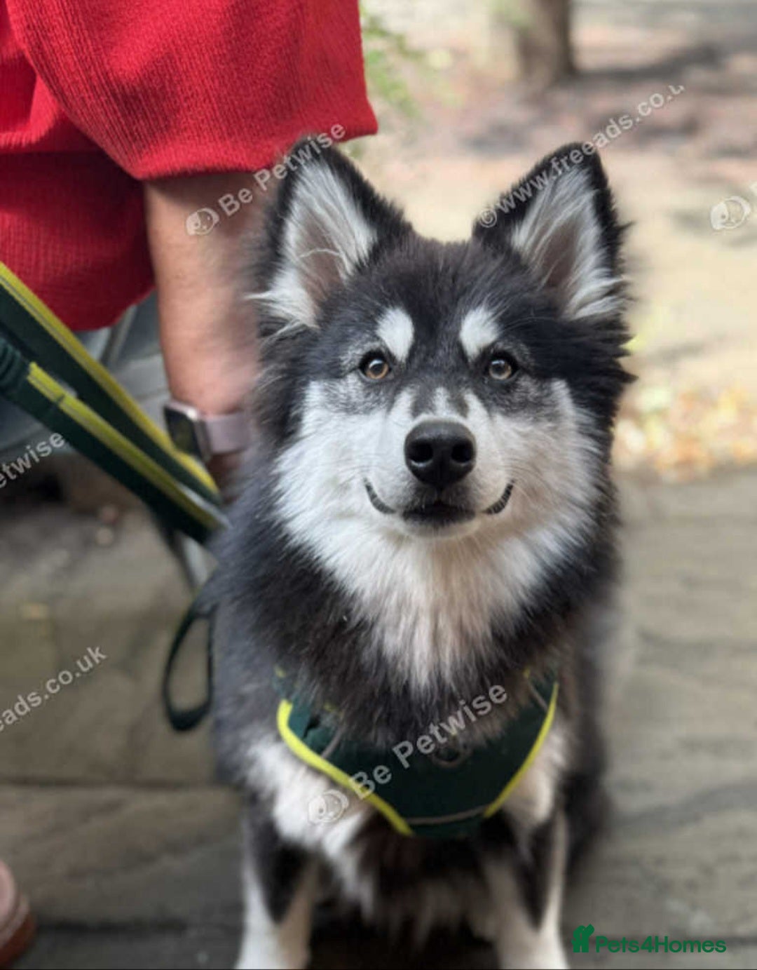 Pomsky dogs for sale: 2 yr old Rare Pomsky boy - Image 1