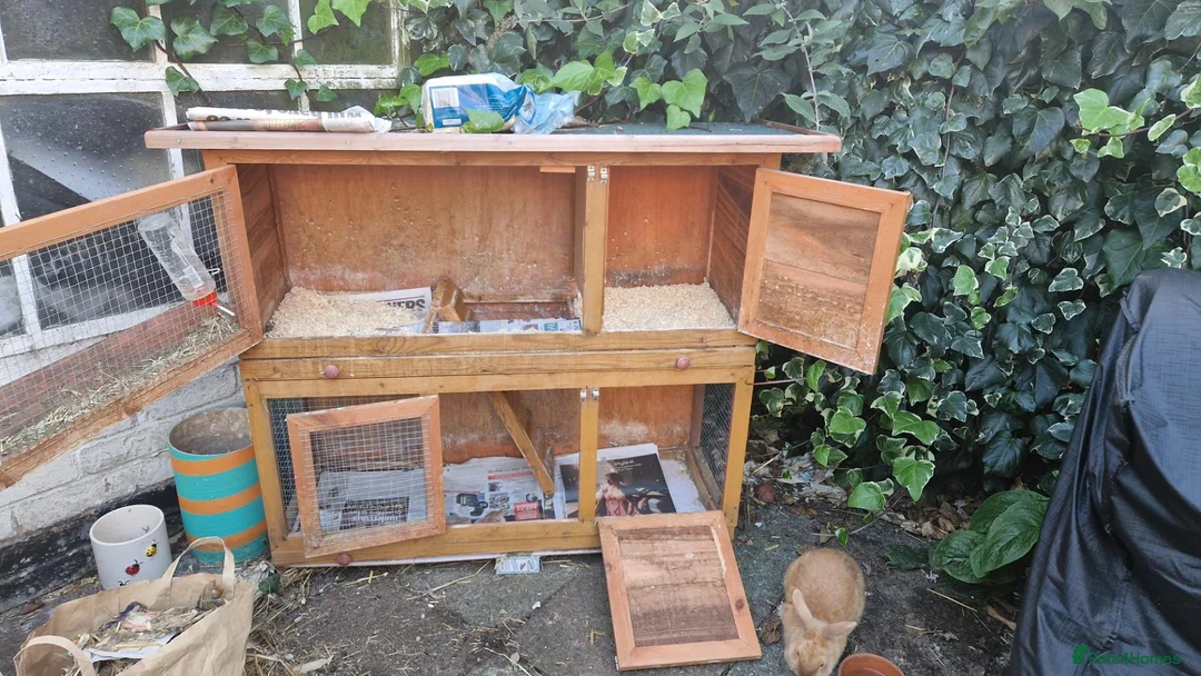 Lionhead rabbits for sale: 2 gorgeous tan bunnies in Great Yarmouth - Advert 3
