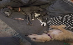 Mixed Breed cats for sale: Mother and Daughter home needed - Image 8