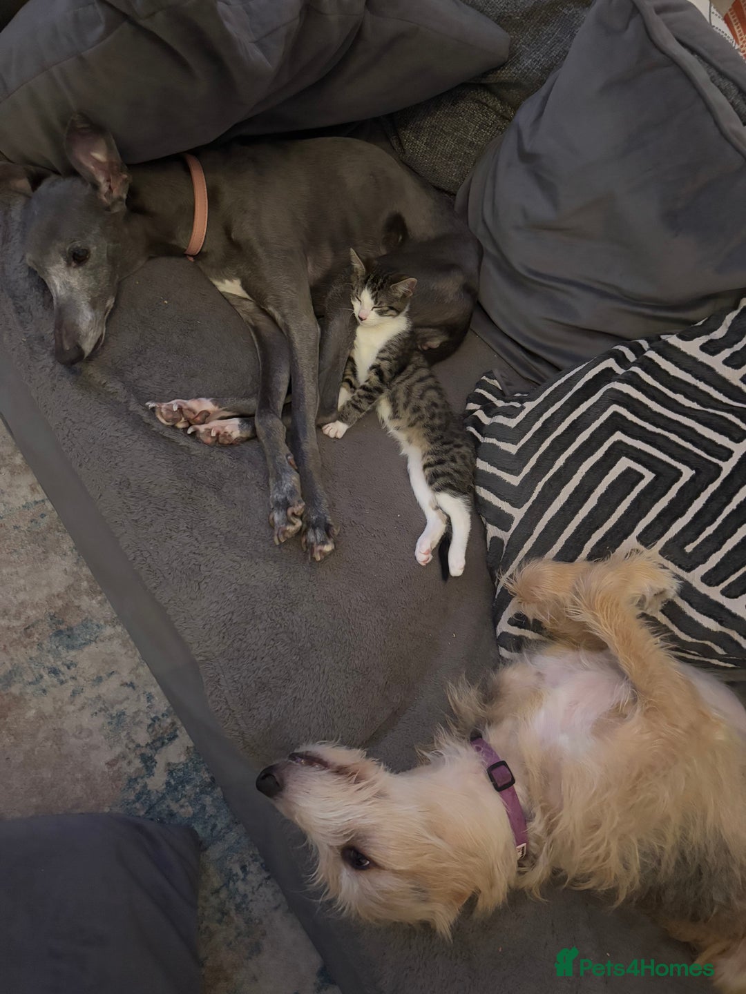 Mixed Breed cats for sale: Mother and Daughter home needed - Image 8