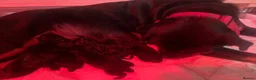 Rottweiler dogs for sale: 1 Female available,Champion linage Rottweiler - Advert 6
