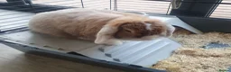 Mini Lop rabbits for sale: Rabbit to be rehomed in Warwick - Advert 4