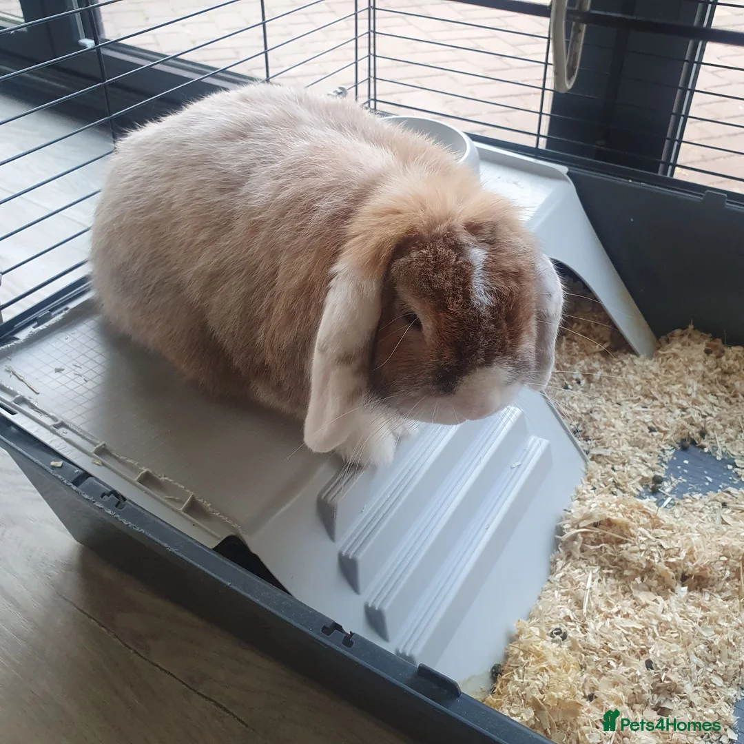 Mini Lop rabbits for sale: Rabbit to be rehomed in Warwick - Advert 4