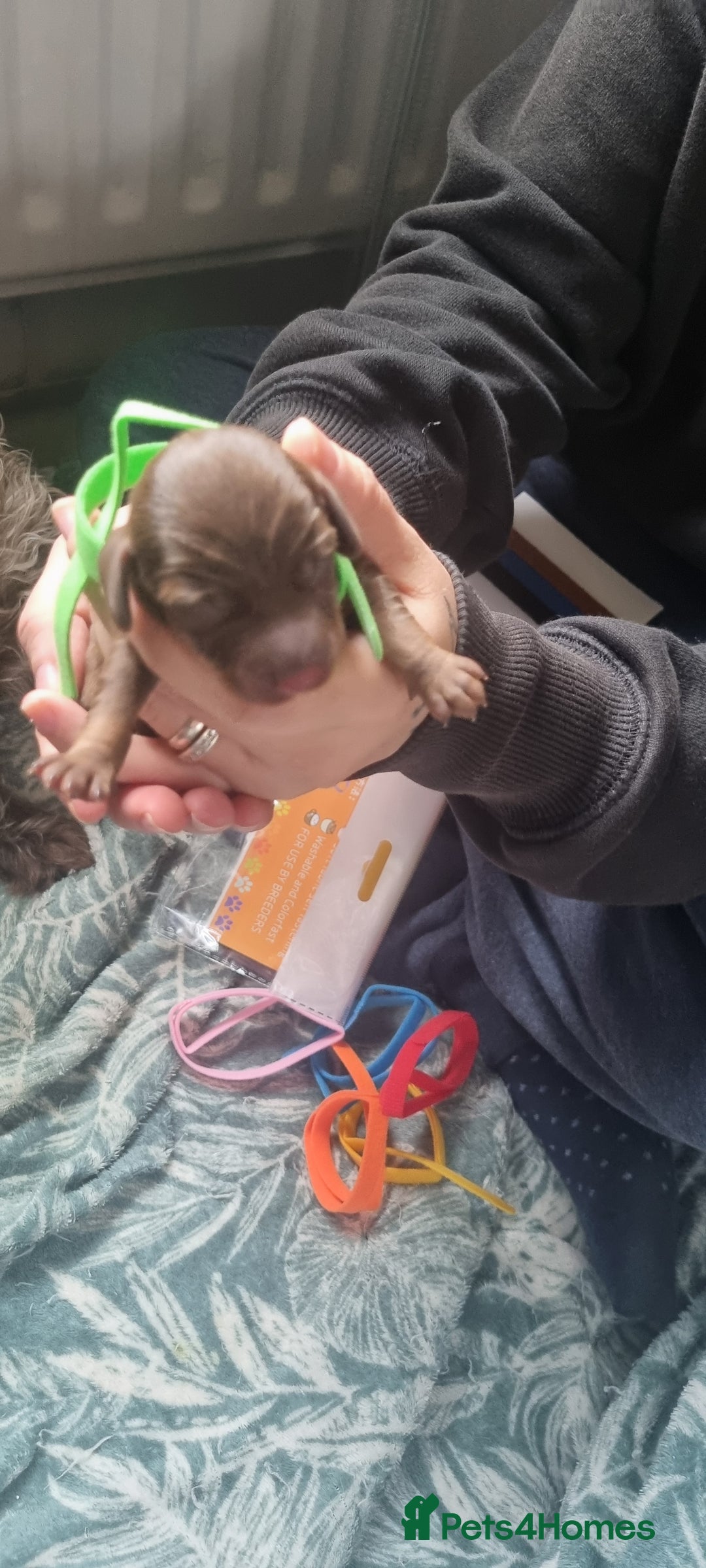 Mixed Breed dogs for sale: Dachschund puppies - Image 3