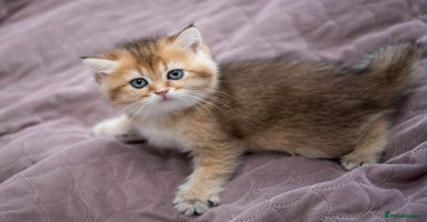 British Shorthair cats - Advert 8