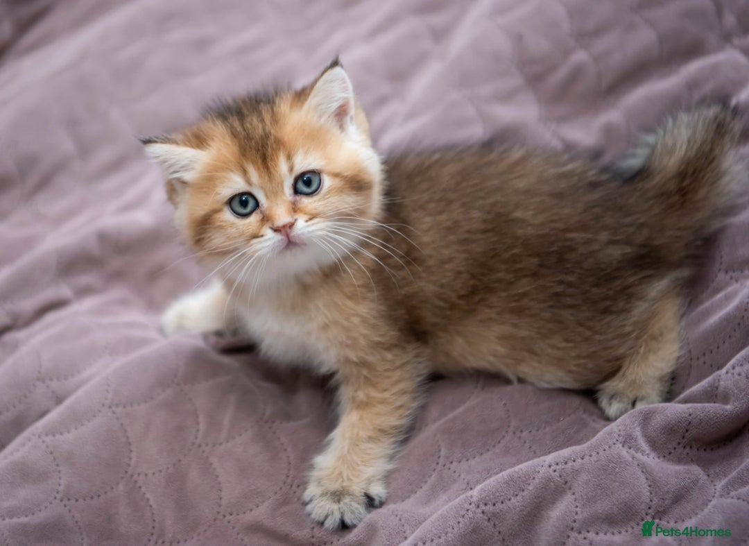 British Shorthair cats for sale: British shorthair kittens  - Image 3