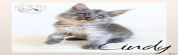 Maine Coon cats for sale: High Smoke, Smoke and Solid Pedigree Maine Coon’s - Advert 9