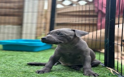 Staffordshire Bull Terrier dogs for sale: Quality Staffordshire Bull Terriers  - Image 29