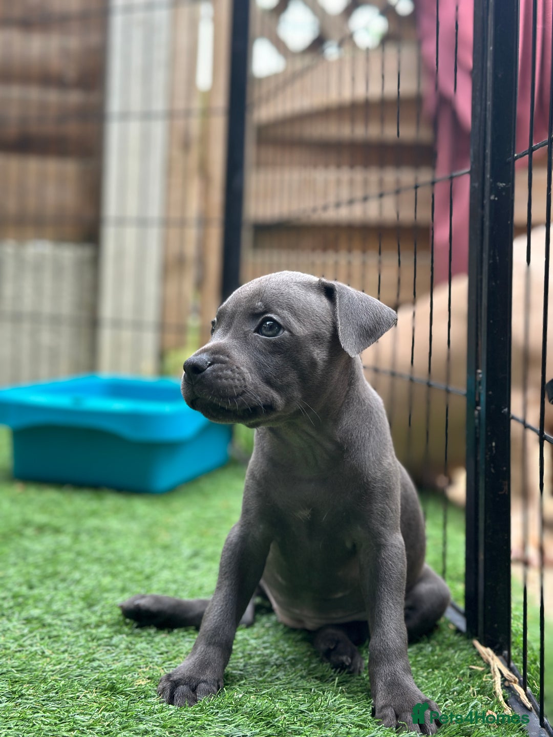 Staffordshire Bull Terrier dogs for sale: Quality Staffordshire Bull Terriers  - Image 29