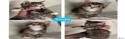 Siberian cats for sale: Siberian Cross Kittens For Sale - Advert 8