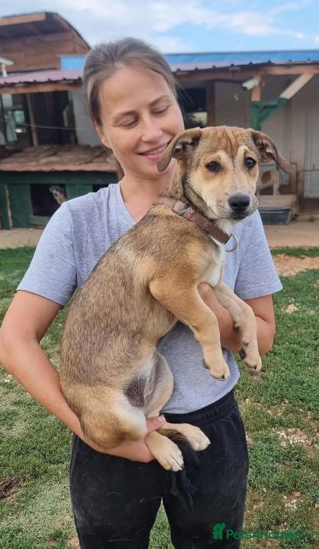 Mixed Breed dogs for adoption: 🎀 Tiny Zaza is Ready for Her Forever Home! - Image 4