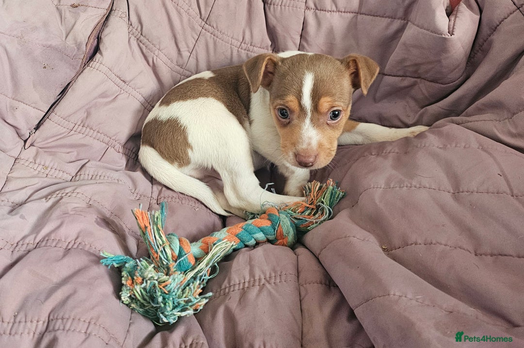 Jack Russell dogs for sale: Beautiful Jack Russell Puppies - Image 8