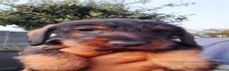 Miniature Dachshund dogs for sale: Super-cute Pedigree Mini-Wire Dachshund Puppies  - Advert 1