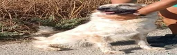 English Setter dogs for adoption: Kinali in Staines - Advert 6