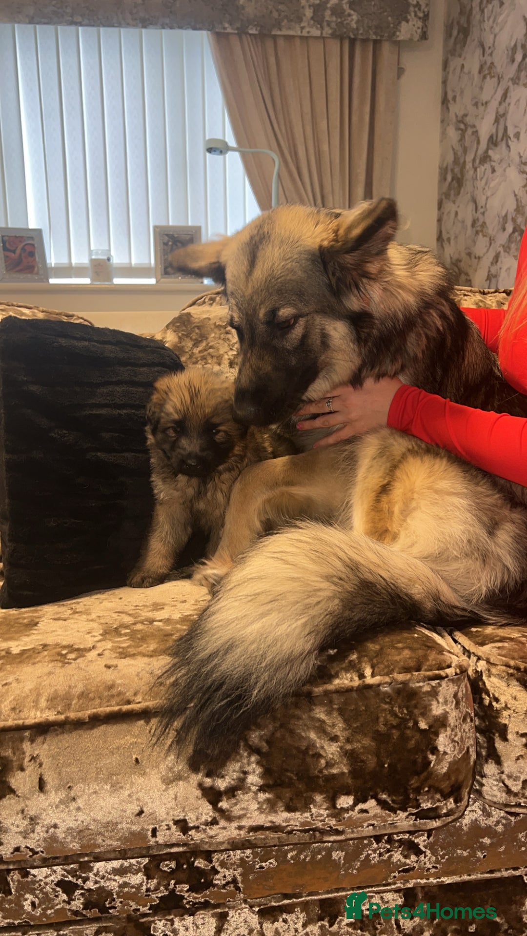 German Shepherd dogs for sale: MALE GERMAN SHEPARD LONG HAIRED  - Advert 8