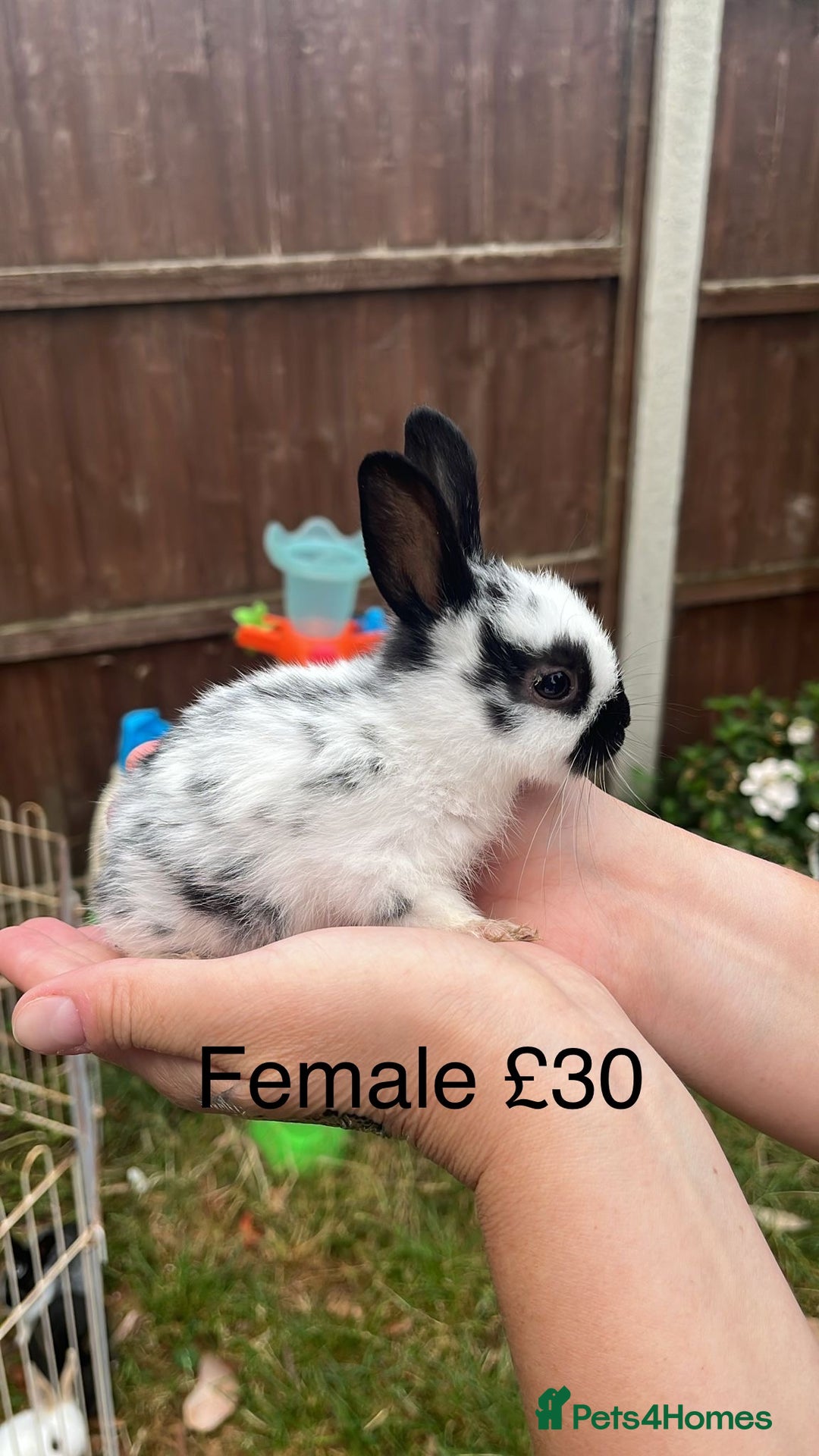 English Spot rabbits for sale: 9 x Adorable baby rabbits for sale  - Image 10