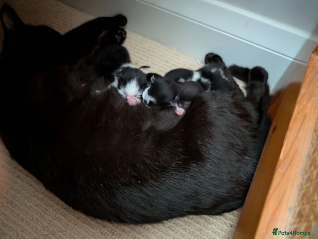 Mixed Breed cats for sale: One lovely kitten - Advert 1