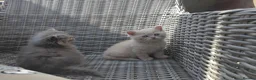 British Shorthair cats for sale: Stunning BSH/BLH Kittens for Sale  - Advert 6