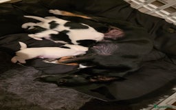 Jack Russell dogs for sale: Jack Russell puppies  - Image 2