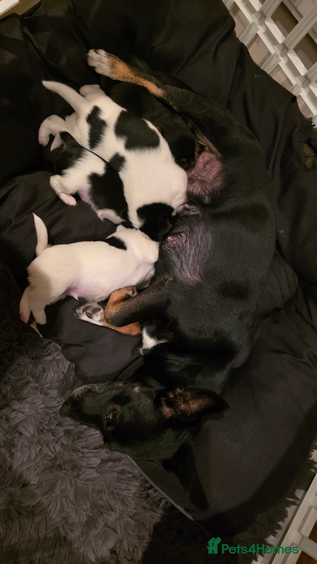 Jack Russell dogs for sale: Jack Russell puppies  - Image 2