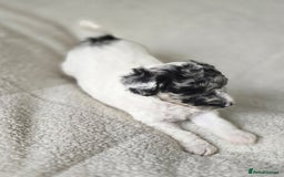 Miniature Poodle dogs for sale: SMALL SIZE MINIATURE PUPPIES RARE COLOUR DNA TEST - Image 13