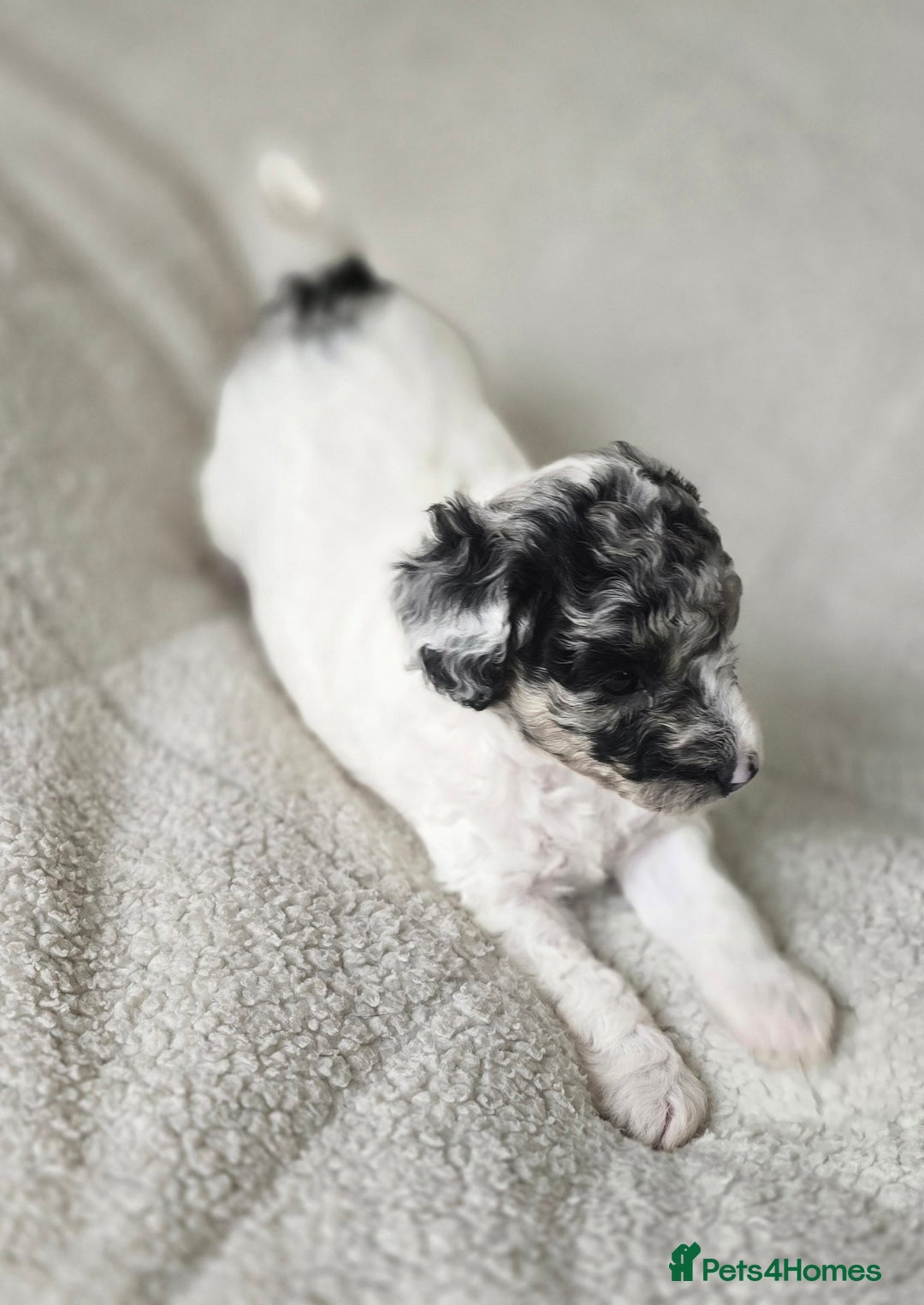 Miniature Poodle dogs for sale: SMALL SIZE MINIATURE PUPPIES RARE COLOUR DNA TEST - Image 13