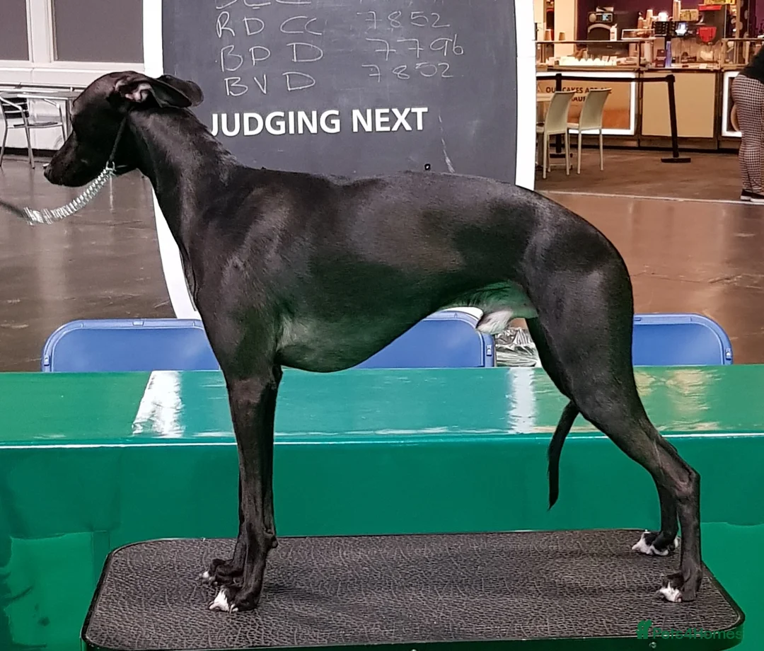 Whippet dogs for stud: Eidynrock Sangoma with Silkspun ,Sportingbred.X in Glasgow - Advert 7