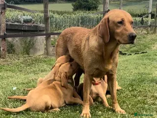 Labrador Retriever dogs A stunning litter of fox red Labrador puppies - Advert 4