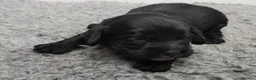 Cocker Spaniel dogs for sale: Kc registered working cocker spaniel. - Advert 1