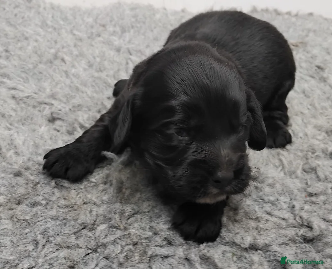 Cocker Spaniel dogs for sale: Kc registered working cocker spaniel. - Advert 1
