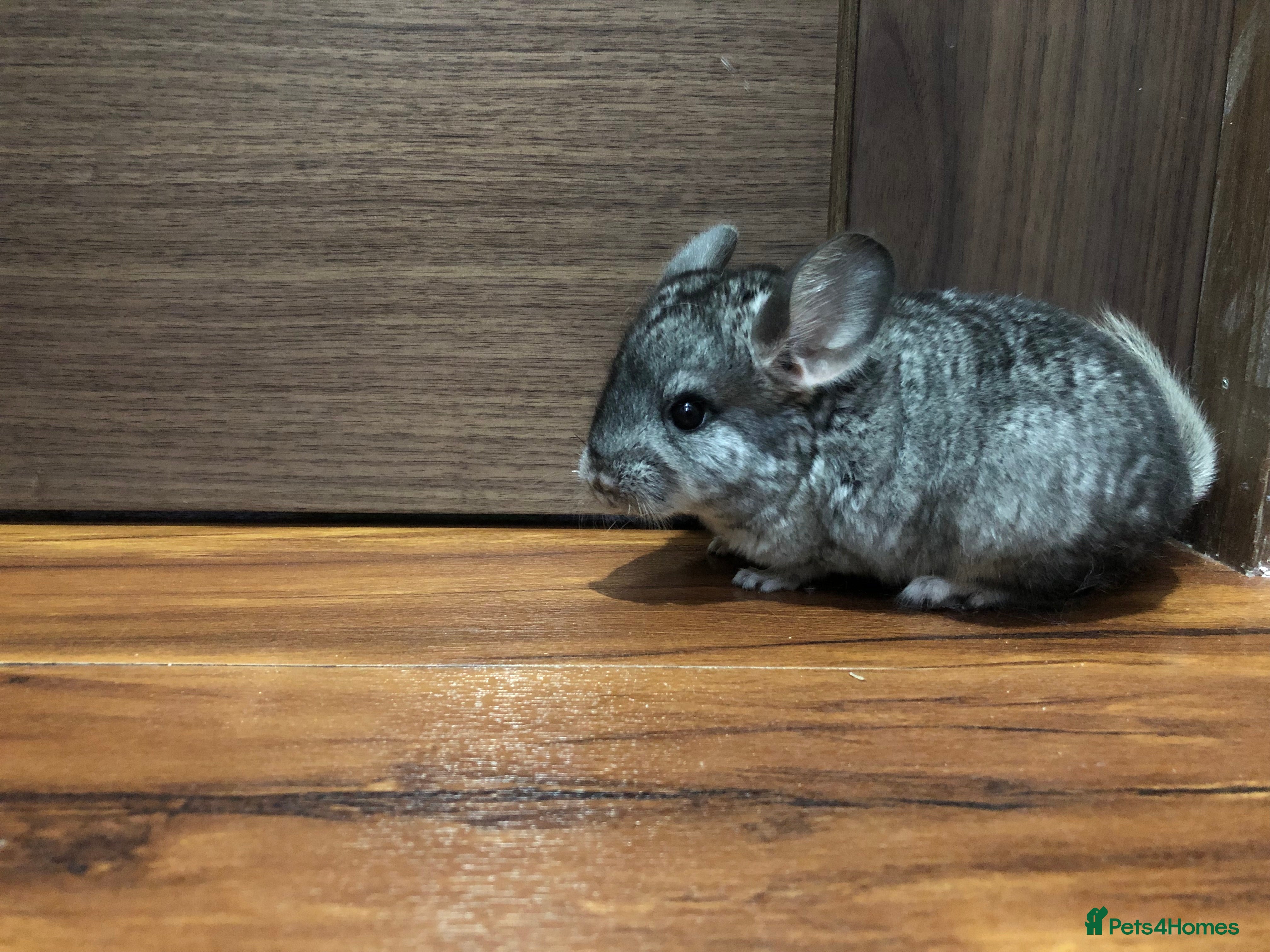 Chinchilla rodents Little boy - Advert 1