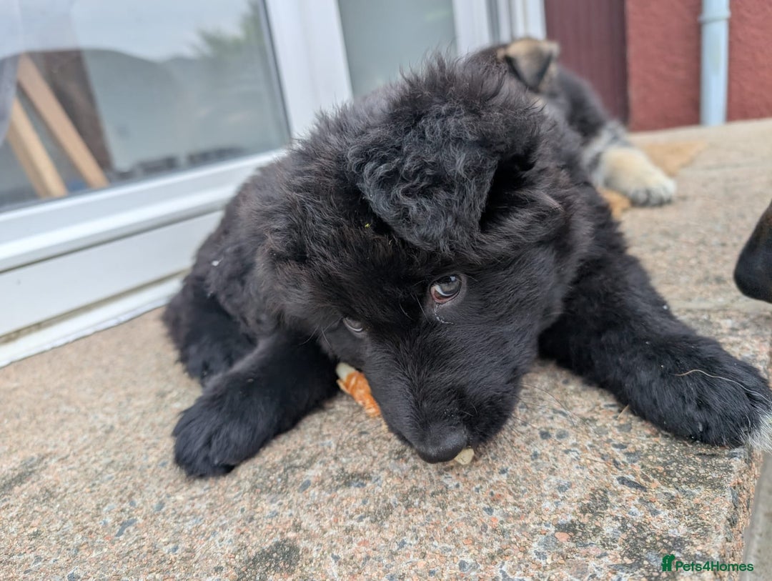 German Shepherd dogs for sale: 2 KC registered German Shepherd puppies for sale in Ellon - Image 6